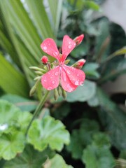 Geranium flower in the garden