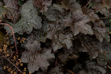 The texture of the dark, almost black leaves of a garden plant