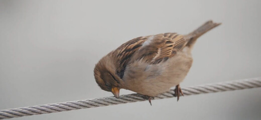 sparrow on a wire