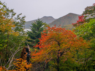 Autumnal forest and foggy mountains  (Tochigi, Japan)