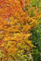 Leuchtender Herbstwald