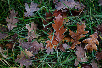 Green grass texture with autumn yellow leaves covered with rime