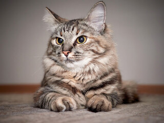Portrait of a Norwegian forest cat on a light background.