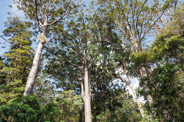 Kauri Trees in Waipoua Forest