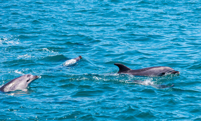 Naklejka premium Pod of Dolphins in Bay of Islands, New Zealand
