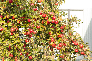 Under the sun's rays red apples on a tree fall