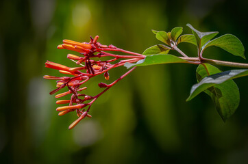 Orange nectar flowers, magnet tree for sunbirds