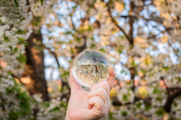 Blossoming cherry tree reflection in a lens ball held by a woman's hand