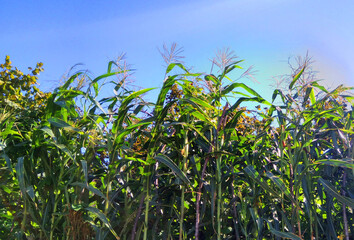 Fototapeta premium corn field in the summer