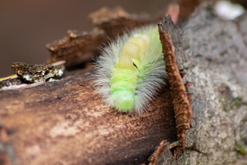 Big yellow hairy caterpillar with bushy red tail (Calliteara pudibunda) hides under tree bark with long poisonous hair and green color and convolves in danger and becomes a beautiful butterfly