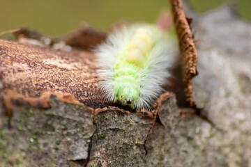 Big yellow hairy caterpillar with bushy red tail (Calliteara pudibunda) hides under tree bark with long poisonous hair and green color and convolves in danger and becomes a beautiful butterfly
