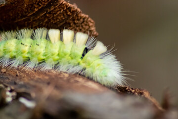 Big yellow hairy caterpillar with bushy red tail (Calliteara pudibunda) hides under tree bark with long poisonous hair and green color and convolves in danger and becomes a beautiful butterfly
