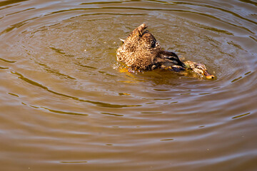 Mating ducks