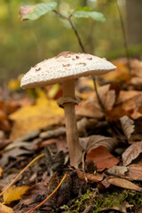 Big parasol mushroom in a forest found on mushrooming tour in autumn with brown foliage in backlight on the ground in mushroom season as delicious but possibly poisonous and dangerous forest fruit