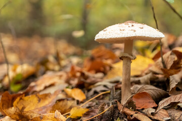 Big parasol mushroom in a forest found on mushrooming tour in autumn with brown foliage in backlight on the ground in mushroom season as delicious but possibly poisonous and dangerous forest fruit