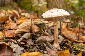Big parasol mushroom in a forest found on mushrooming tour in autumn with brown foliage in backlight on the ground in mushroom season as delicious but possibly poisonous and dangerous forest fruit