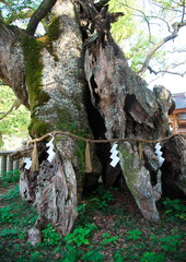 Obraz premium 御神木の紙垂