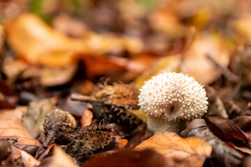 Macro of mushroom in a forest found on mushrooming tour in autumn with brown foliage in backlight on the ground in mushroom season as delicious but possibly poisonous and dangerous forest fruit