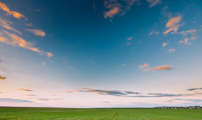 Fototapeta premium Spring Sunset Sky Above Countryside Rural Meadow Landscape. Wheat Field Under Sunny Spring Sky. Skyline. Agricultural Landscape With Growing Green Young Wheat Shoots, Wheat Germs.