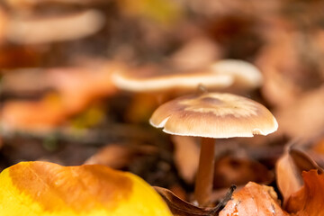 Macro of mushroom in a forest found on mushrooming tour in autumn with brown foliage in backlight on the ground in mushroom season as delicious but possibly poisonous and dangerous forest fruit