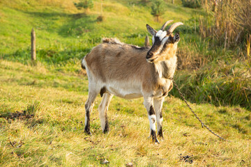 Three colored goat with horns grazes in a meadow on a sunny day. She's in a collar and on a chain