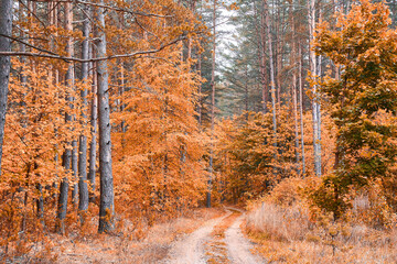 Fototapeta premium utumn landscape. Autumn day in picturesque forest. Fall background. Fall nature. Trees with beautiful leaves in forest