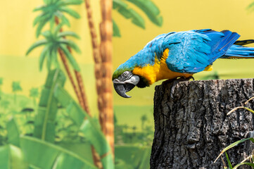 Multicolored parrot in front of tropical background - 387540966