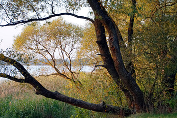 Fototapeta na wymiar Evening in August over the lake. Bright sunset through willow branches and leaves over water.Horizon. reflection. 