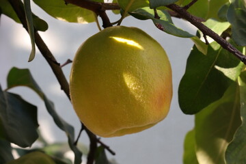 Quitte, Frucht, Birnenfrucht, Baum, Herbst