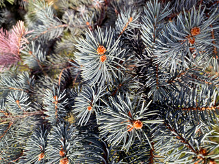 Naklejka na ściany i meble Blue spruce tree close-up. Christmas background concept