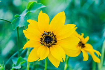 A sunflower closeup