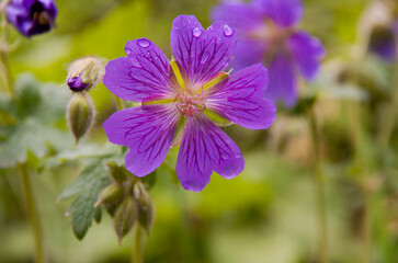 purple flower, purple flowers