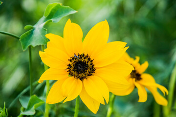 A sunflower closeup