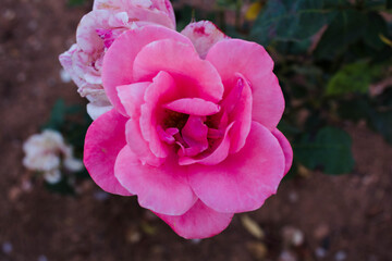 Rosa