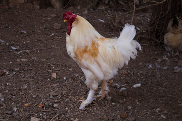 gallina