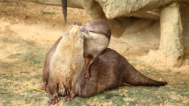 Otters playing on the ground , Chiangmai Thailand