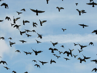 Pigeons flying in the blue sky summer day