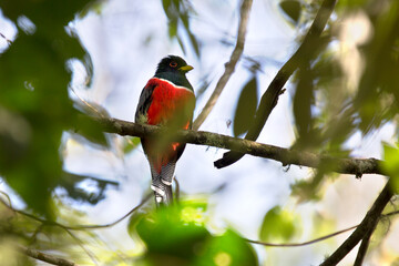 Male collared trogon (Trogon collaris), a near passerine bird in the trogon family, Trogonidae. It is found in the warmer parts of the Neotropics