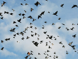 Pigeons flying in the blue sky summer day