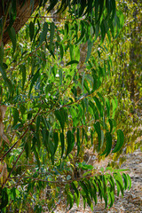 Eucalyptus leaf on eucalyptus tree branch.