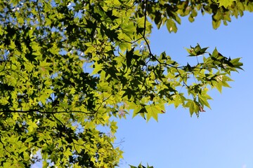 秋の陽ざしともみじ　風景