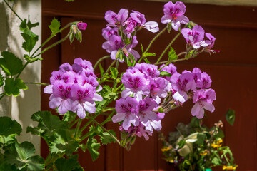 Beautiful blooming pink Pelargonium cucullatum. Beautiful flowers growing in the garden. 