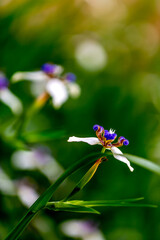 Close up view of beautiful walking iris blossom. 