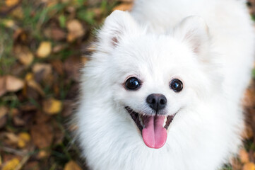 Pomeranian white dog portrait in leaves close up