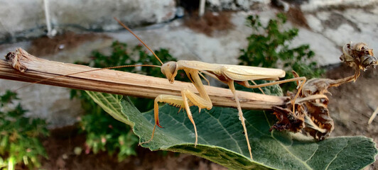 Mantis religiosa