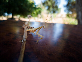 Mantis religiosa