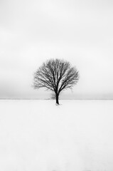 jedno drzewo na polu zimą czarno białe