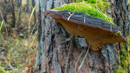 Wood fungus on larch in moss