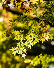 紅葉