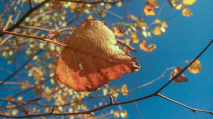 Autumn birch leaf on a branch large against the sky